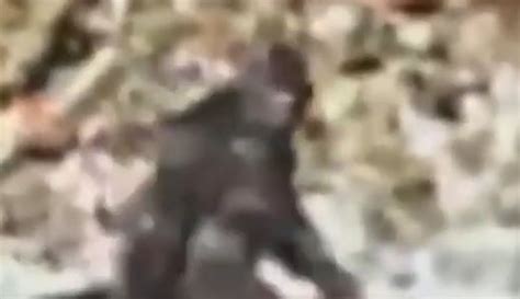 Top 10 Bigfoot Sightings Caught On Camera