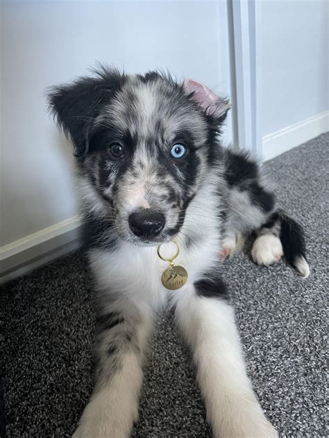 German Shepherd Mixed With Border Collie