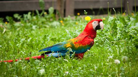 Colorful Parrot Wallpaperhd Birds Wallpapers4k Wallpapersimages