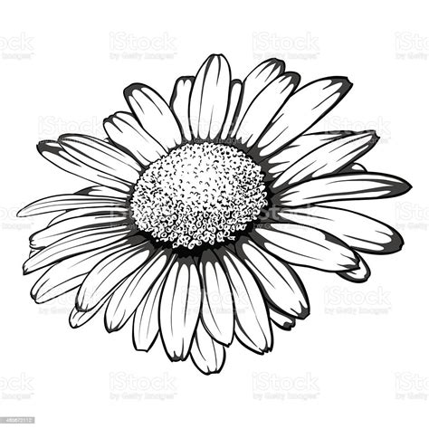 Black And White Daisy Flower Isolated Stock Vector Art & More Images of
