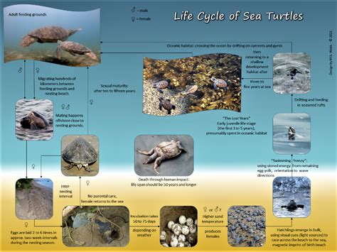 Life Cycle Of Sea Turtles Pawikan Patrol