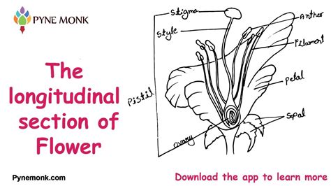 How To Draw Science Diagramslongitudinal Section Of Flowereasy Step