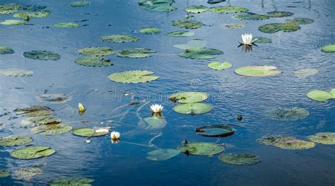 Forest Lake With Blossoming White Water Lilies Stock Photo Image Of
