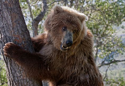 When they saw the bull. Photo Essay: Grizzly Climbs a Tree in Katmai National Park