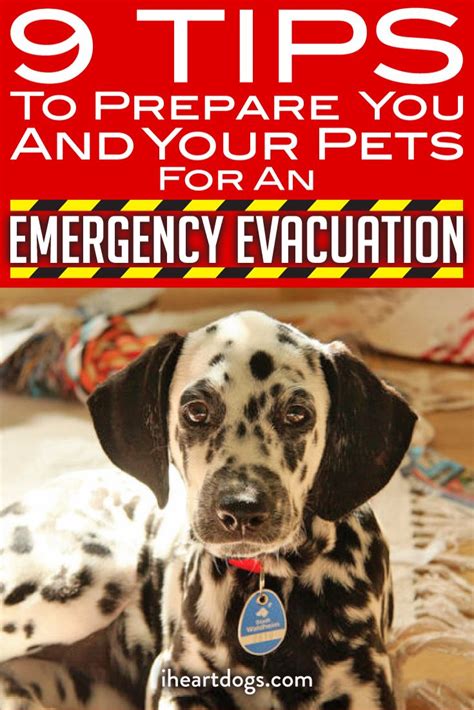 9 Tips To Prepare You And Your Pets For An Emergency Evacuation Dog
