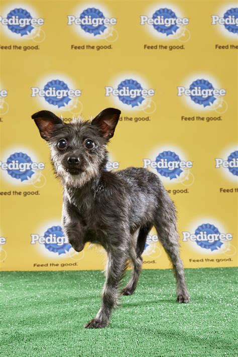 If max is a mixed breed, speak with vet to figure out how long it will take for him. PHOTOS This year's Puppy Bowl to feature adorable ...
