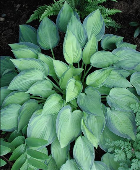 Hosta June Plantain Lily For Sale Rare Roots