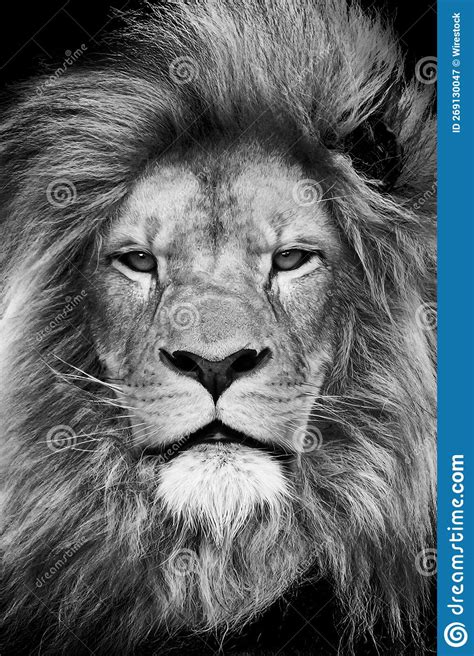 Vertical Grayscale Of A Gorgeous Lion Looking Seriously Stock Image