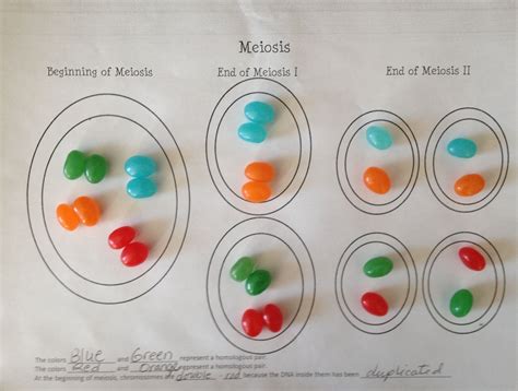 Model Of Meiosis Using Jelly Beansone Part Of A Longer Packet Which
