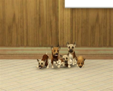 Everon Sims Kennels Photo