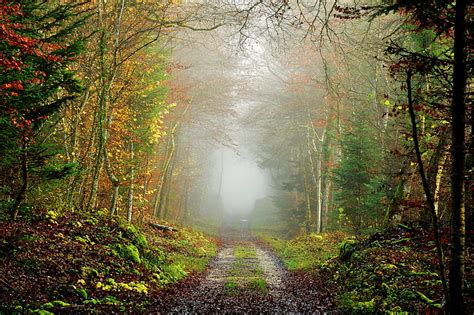 1080p Free Download Road In Misty Autumn Forest Forest Misty
