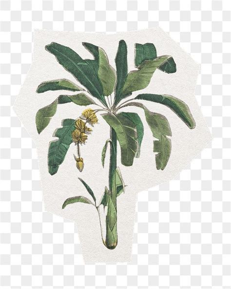 A Banana Tree With Green Leaves And Yellow Flowers On It S Stem Transparent Background