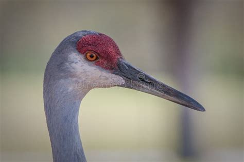 Close Up Of Sandhill Crane Head And Beak Stock Image Image Of