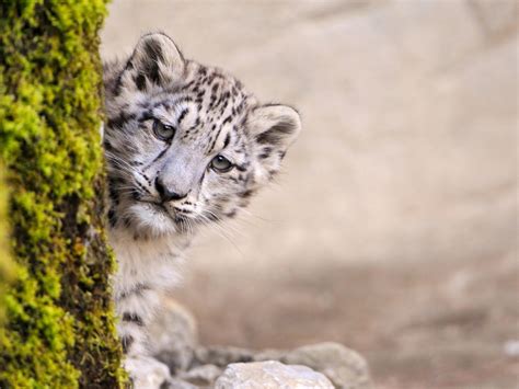 1400x1050 Snow Leopard To Download 1400x1050 Coolwallpapersme