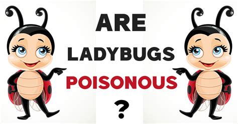 are ladybugs poisonous 5 facts and myths