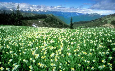 Flower Field In The Mountains Hd Wallpaper Background Image