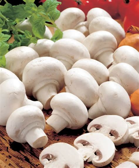 White Button Mushroom Champignons Growing Guide Beginners
