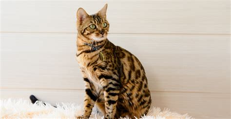 The Largest Domestic Cats Petfinder