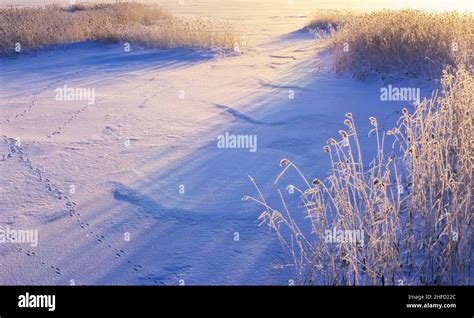 Snow And Frosted Reeds Low Angle Sun Casting Shadows Stock Photo Alamy