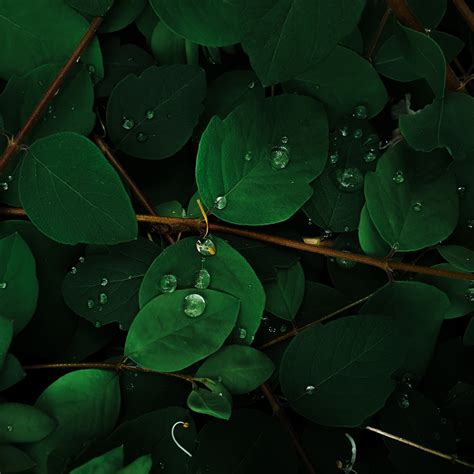 Green Leaves Wallpaper 4k Rain Droplets Macro Plant Nature 1099