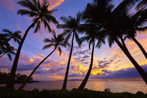 Palm Trees In The Sunset Hd Wallpaper Background Image 2048x1367
