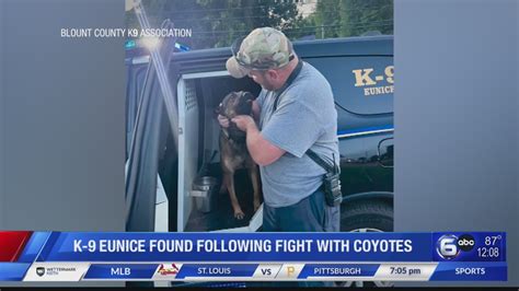 K9 Eunice Found Following Fight With Coyotes Youtube