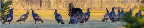 Wild Turkey Seasons Nevada Small Game Hunting Eregulations