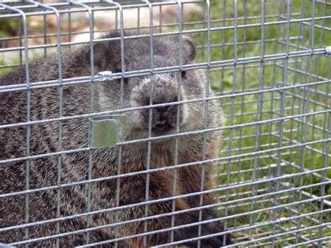 Groundhog Removal Fur And Feathers Wildlife Control