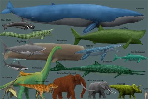 Largest Animal On Earth Compared To Other Large Animals Throughout