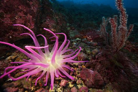 Pink Sea Anemone Sea Anemone Octopus Fresh Water Aquarium Marine