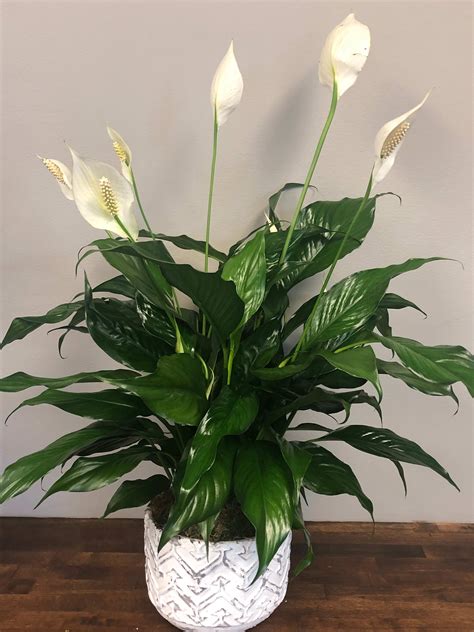 Wishing You Peace Potted Peace Lily Plant In Middleton Wi Promises
