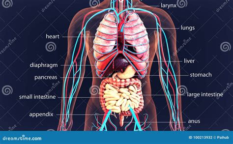 3d Illustration Human Body Organs Human Body System Stock