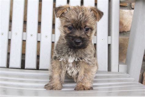 Cairn Terrier Puppies For Sale Canton Oh 185569