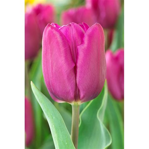 Lowes Purple Tulip Purple Prince Bulbs Bagged 10 Count In The Plant