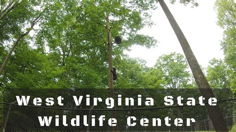 West Virginia State Wildlife Center Youtube