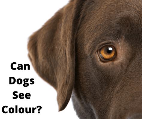 Can Dogs See Colour Canine Vision Explained Au