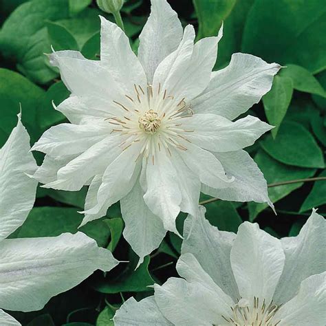 Enchanting pure white hybrid white clematis is an enchanting, pure white hybrid that will remind you of the lovely gardenia. Buy Clematis Jackmanii Alba Plants | J Parker's | Clematis ...