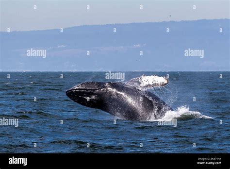 Adult Humpback Whale Megaptera Novaeangliae Breaching In Monterey Bay