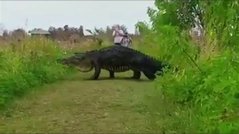 Giant Alligator Welcome To Jurassic Park Youtube