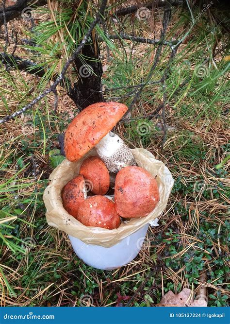 New York Long Island Boletes Mushrooms Hunting Stock Photo Image Of