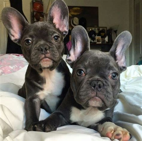 When Do French Bulldog Puppies Ears Stand Up Pets Lovers
