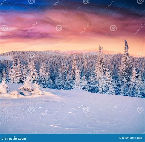 Colorful Winter Sunrise In The Carpathian Mountains Stock Photo
