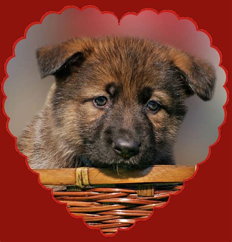 Puppy In Red Heart Photograph By Sandy Keeton Fine Art America