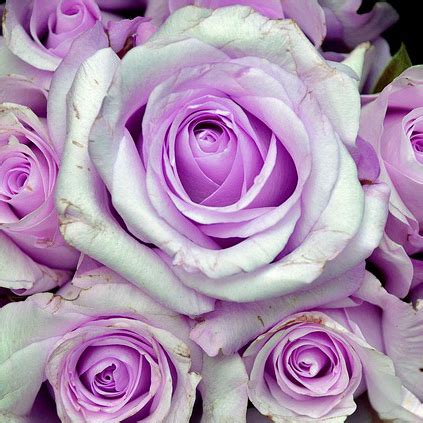 Go for white to show adoration the flower that grew from his blood was called the hyacinth. Purple Rose Flower Meaning and Symbolism
