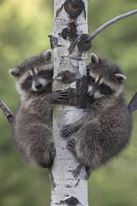 Beautiful Wildlife Raccoon Babies Climbing Tree North America By Tim