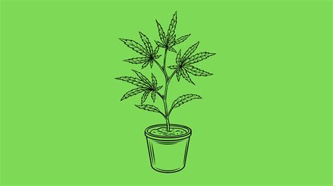 Monster Cropping Cannabis: Step-By-Step Guide - The Seed Connect