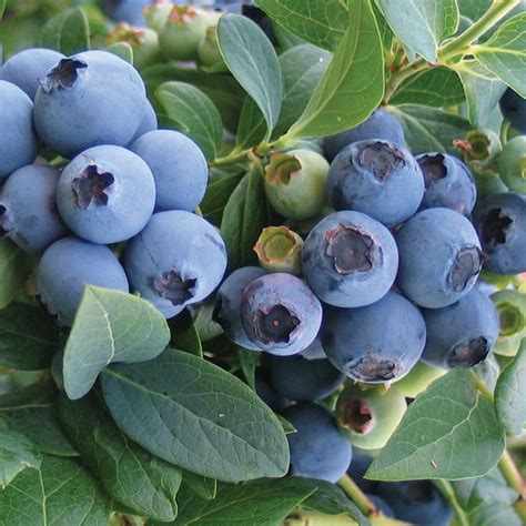 Bluecrop Blueberry 1 Plant 8962193 Hsn