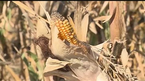Shutdown Halts Nebraska Corn Research