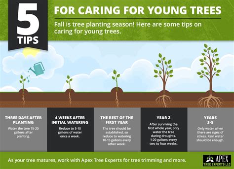 How To Care For Young Trees Tree Service In Tacoma Apex Tree Experts