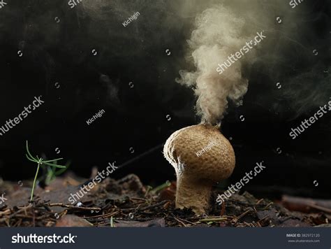 Puffball Fungus Spores Reproduction Smoke Mushroom Stock Photo